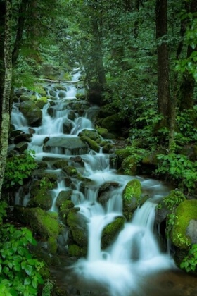 Picture of FALLING IN THE SMOKIES 