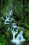 Picture of FALLING IN THE SMOKIES 