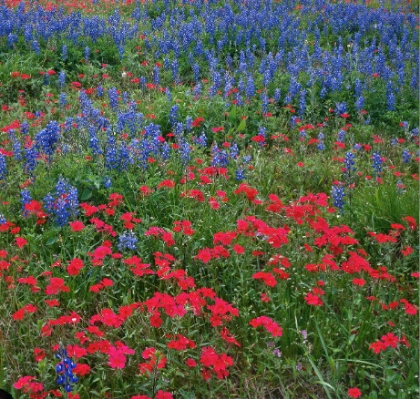 Picture of DRUMMOND PHLOX & BLUEBONNETS 