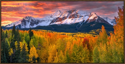 Picture of WILSON'S GLORY 