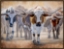 Picture of THE HEART OF THE CHISHOLM TRAIL 