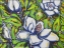 Picture of MAGNOLIA 