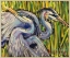 Picture of PAIR OF BLUES 