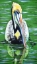 Picture of PELICAN 
