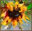 Picture of SO SUNNY 