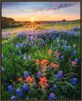 Picture of WILDFLOWER SUNRISE 