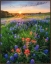 Picture of WILDFLOWER SUNRISE 