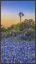 Picture of BLUEBONNET EVENING 