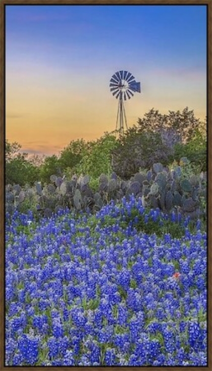 Picture of BLUEBONNET EVENING 