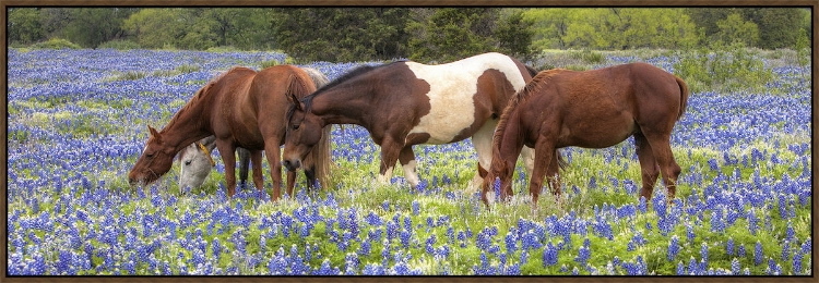 Picture of HORSES IN THE BLUEBONNETS 