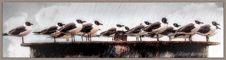 Picture of KNIGHTS OF THE RUSTED TABLE 