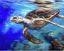Picture of HAWKSBILL 
