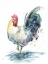 Picture of ROOSTER SPLASH I 
