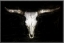 Picture of COW SKULL