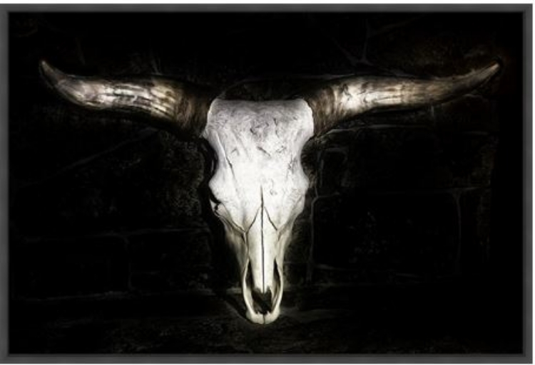Picture of COW SKULL