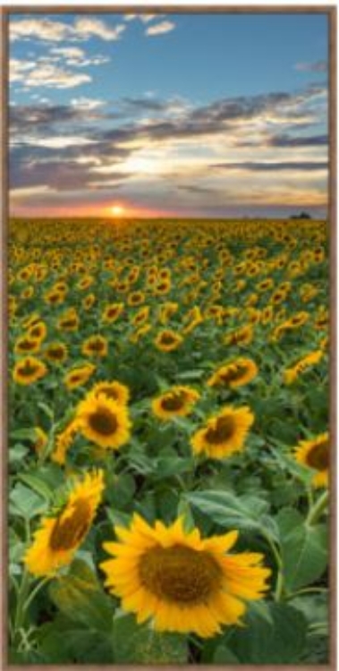 Picture of TEXAS SUNFLOWER SUNSET 