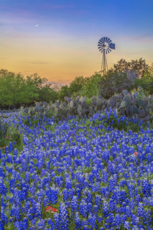 Picture of BLUEBONNET EVENING 