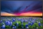 Picture of BLUEBONNETS IN A TEXAS PASTURE 