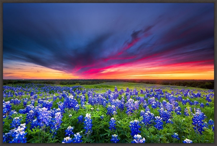 Picture of BLUEBONNETS IN A TEXAS PASTURE 
