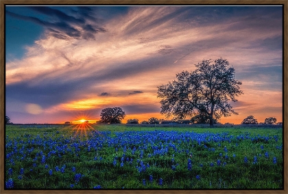 Picture of BLUEBONNET GLORY 