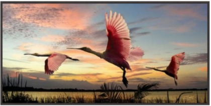 Picture of ROSEATE SPOONBILLS 