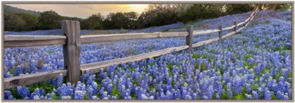 Picture of BLUEBONNET FENCE