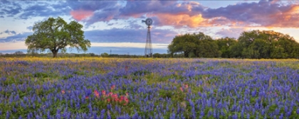 Picture of TEXAS WILDFLOWER SUNRISE