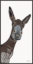 Picture of HEY THERE DONKEY 