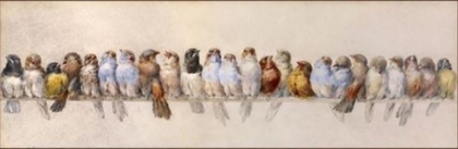 Picture of PERCH OF BIRDS