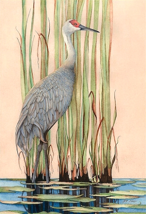 Picture of SANDHILL CRANE 
