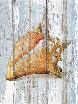 Picture of SEASHELL III