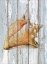 Picture of SEASHELL III