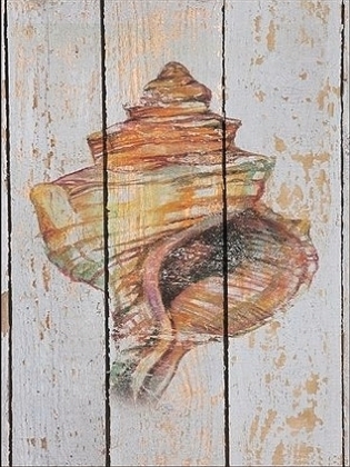 Picture of SEASHELL IV