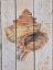 Picture of SEASHELL IV