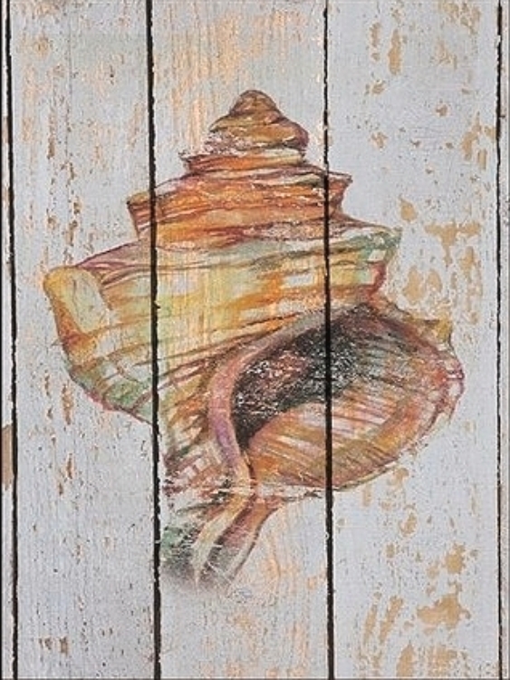 Picture of SEASHELL IV