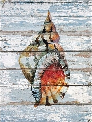 Picture of SEASHELL II