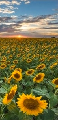 Picture of TEXAS SUNFLOWER SUNSET 