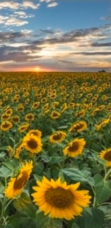 Picture of TEXAS SUNFLOWER SUNSET 