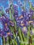 Picture of WILD IRIS 