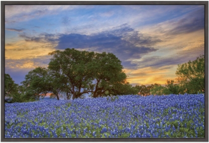 Picture of ELLIS COUNTY BLUEBONNET SUNSET