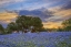 Picture of ELLIS COUNTY BLUEBONNET SUNSET - WRAPPED CANVAS