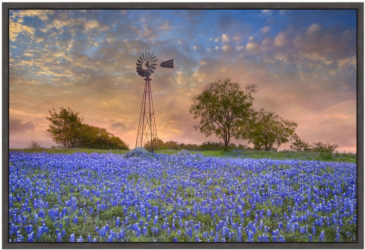 Picture of ELLIS COUNTY BLUEBONNET WINDMILL