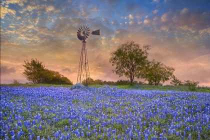 Picture of ELLIS COUNTY BLUEBONNET WINDMILL - WRAPPED CANVAS