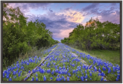 Picture of RAIL ROAD BLUEBONNETS