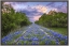 Picture of RAIL ROAD BLUEBONNETS