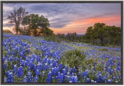 Picture of HILL TOP BLUEBONNETS