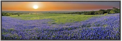 Picture of BLUEBONNET SUNSET IN ELLIS COUNTY