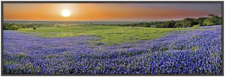 Picture of BLUEBONNET SUNSET IN ELLIS COUNTY