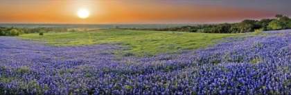 Picture of BLUEBONNET SUNSET IN ELLIS COUNTY - WRAPPED CANVAS