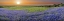 Picture of BLUEBONNET SUNSET IN ELLIS COUNTY - WRAPPED CANVAS